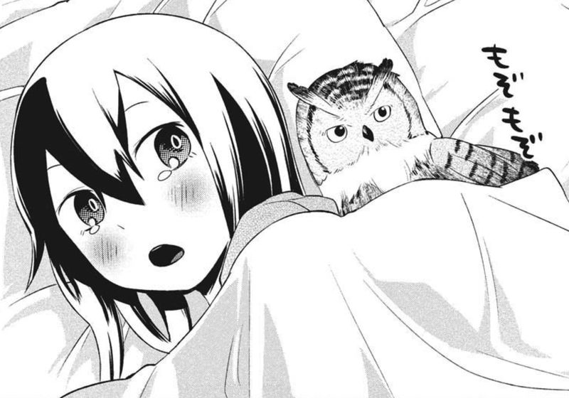 めいなのフクロウ